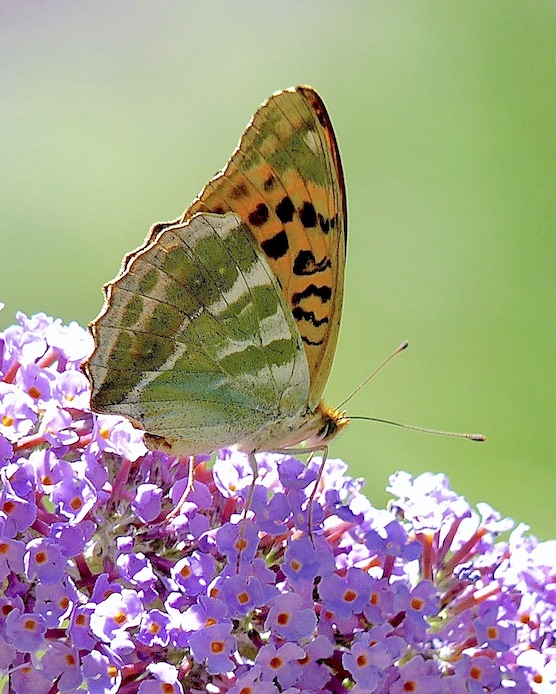 silver-washed fritillary